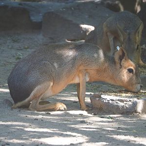 Patagonian mara (Dolichotis patagonum), 2022-07-16