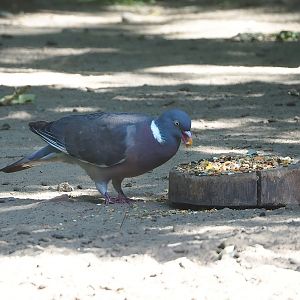 Wild Common wood pigeon (Columba palumbus) eating mara food, 2022-07-16
