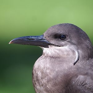 Juvenile Inca tern (Larosterna inca), 2022-07-16
