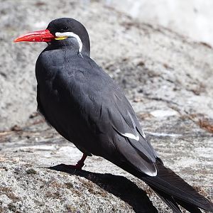 Inca tern (Larosterna inca), 2022-07-16