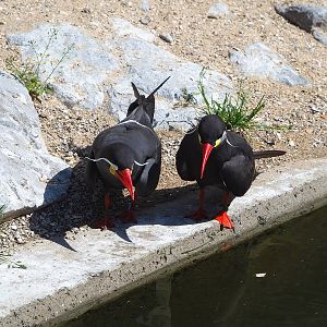 Inca terns (Larosterna inca), 2022-07-16