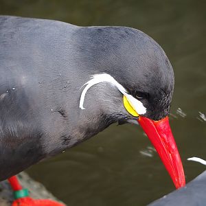 Inca tern (Larosterna inca), 2022-07-16