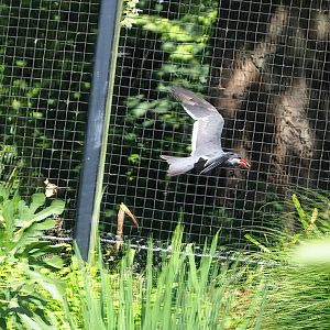 Inca tern (Larosterna inca) in flight, 2022-07-16