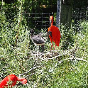 Scarlet ibis (Eudocimus ruber) with chicks, 2022-07-16