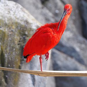 Scarlet ibis (Eudocimus ruber), 2022-07-16