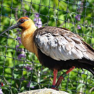 Black-faced ibis (Theristicus melanopis , 2022-07-16