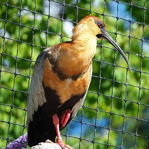 Black-faced ibis (Theristicus melanopis), 2022-07-16