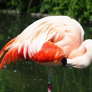 Chilean flamingo (Phoenicopterus chilensis), 2022-07-16