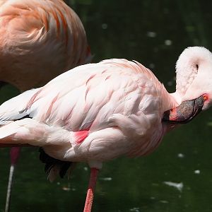 Lesser flamingo (Phoeniconaias minor), 2022-07-16
