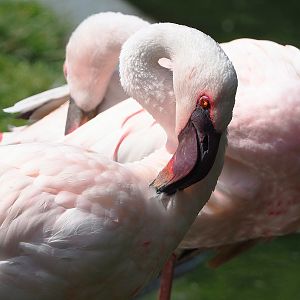 Lesser flamingo (Phoeniconaias minor), 2022-07-16