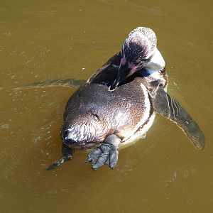 Humboldt penguin (Spheniscus humboldti), 2022-07-16