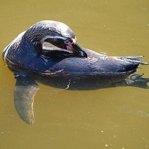 Humboldt penguin (Spheniscus humboldti), 2022-07-16