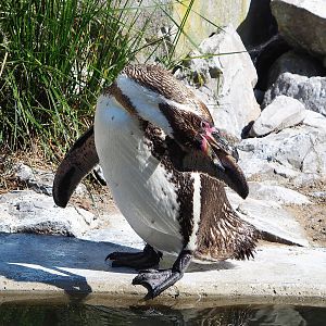 Humboldt penguin (Spheniscus humboldti), 2022-07-16