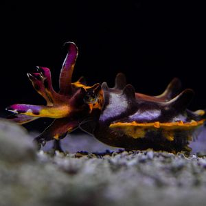Flamboyant Cuttlefish