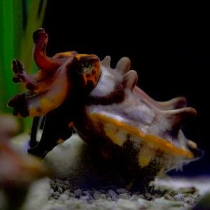 Flamboyant Cuttlefish