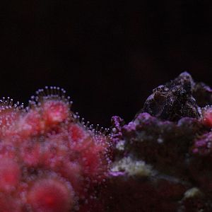Grunt Sculpin in a field of Strawberry Anemones
