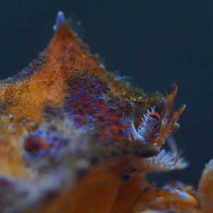 Puget Sound King Crab (Juvenile)