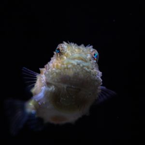 Pacific Spiny Lumpsucker