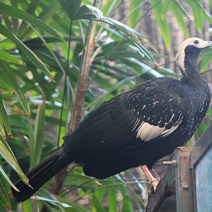 Blue-throated piping guan