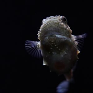 Pacific Spiny Lumpsucker