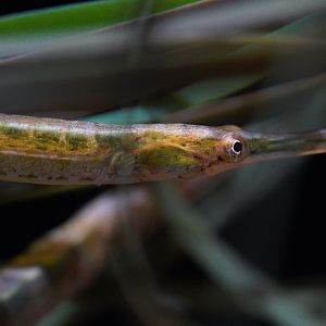 Bay Pipefish