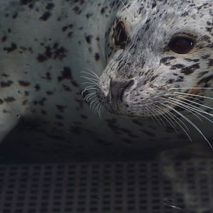 Harbor Seal