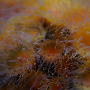 Coldwater Orange Cup Coral