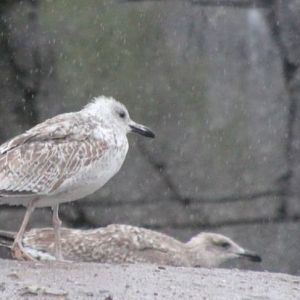 Larus sp.