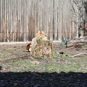 "What lion? There's no lion here!"