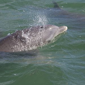 Atlantic Bottlenose Dolphin/ Tursiops truncatus