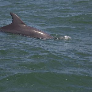 Atlantic Bottlenose Dolphin/ Tursiops truncatus