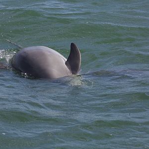 Atlantic Bottlenose Dolphin/ Tursiops truncatus