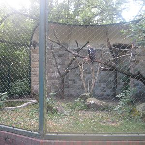 Berlin Tierpark - Imperial eagle aviary