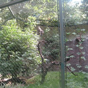 Berlin Tierpark - White-tailed sea eagle aviary