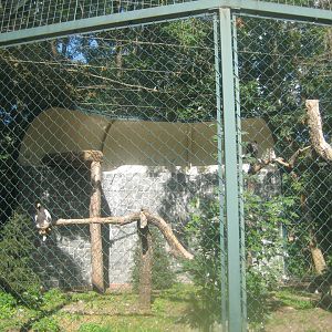 Berlin Tierpark - Steller's eagle aviary