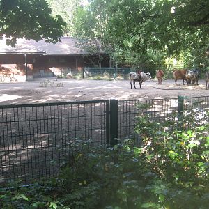 Berlin Tierpark - Zebu exhibit