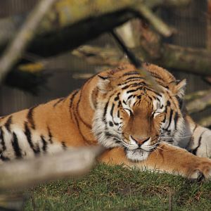Amur tiger (Panthera tigris altaica)