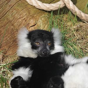 white-belted black-and-white ruffed lemur (Varecia variegata subcincta)