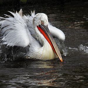 Dalmatian pelican (Pelecanus crispus)