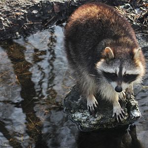 Common raccoon (Procyon lotor)