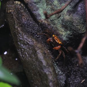 Blue vampire crab (Geosesarma dennerle)