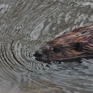 North American beaver (Castor canadensis)