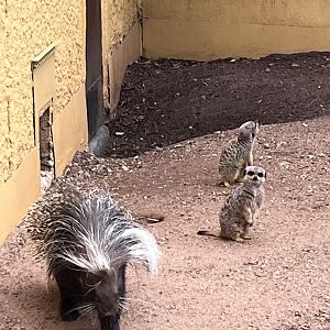 Porcupine / meerkat