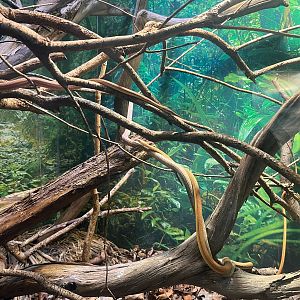 Madagascan leaf nose snake