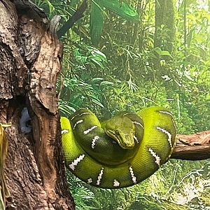 Emerald tree boa