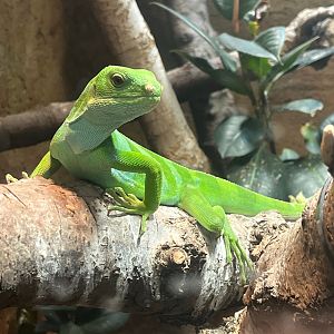 Fijian iguana