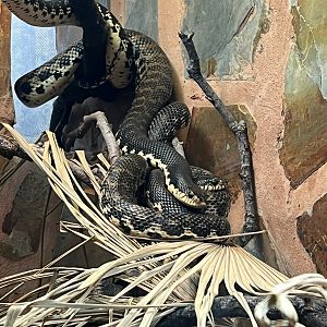 Malagasy giant hog nose