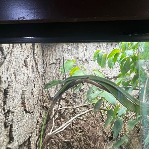 Short nosed vine snake
