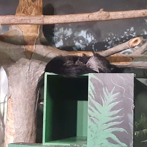 Binturong