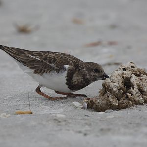 Ruddy turnstone/ Arenaria interpres